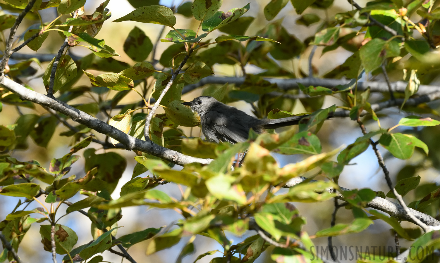 Dumetella carolinensis [400 mm, 1/640 Sek. bei f / 8.0, ISO 1600]